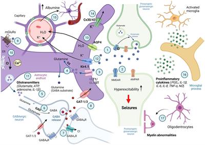 Astrocytes as a target for therapeutic strategies in epilepsy: current insights